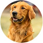 Image Alternative Text